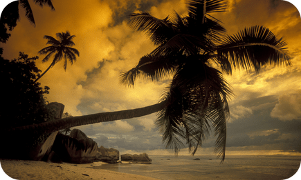 Silhouette of a lone palm tree on a Seychelles beach at sunset.