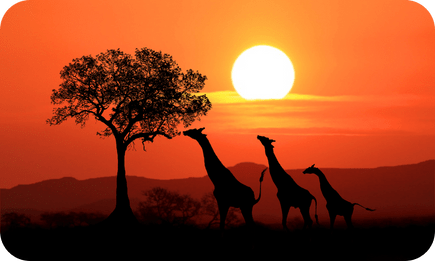 Silhouettes of giraffes and a tree against a fiery Kenyan sunset